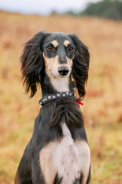 Porträt des jungen Saluki — Stockfoto