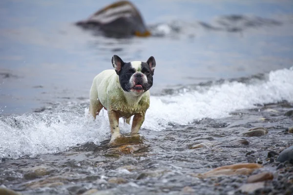 Bulldog francés en el mar —  Fotos de Stock