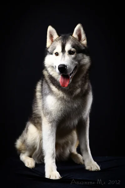 Siberian husky på svart — Stockfoto