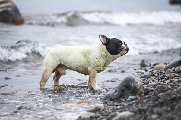 French Bulldog on the sea — Stock Photo, Image