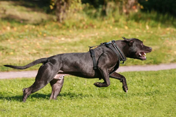 American Staffordshire Terrier perro corriendo Imágenes de stock libres de derechos
