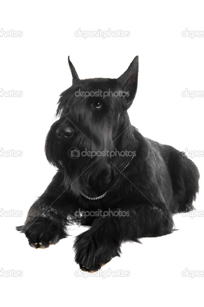 Giant black schnauzer on white — Stock Photo © Farinosa #49391461