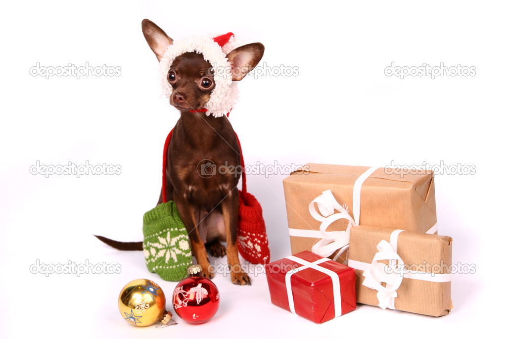 Russian toy terrier on white