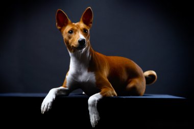 siyah arka plan üzerine alçaklık