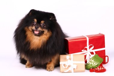 Spitz-köpek beyaz Studio