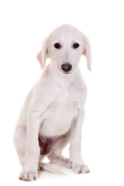 tazy - beyaz kazak greyhound