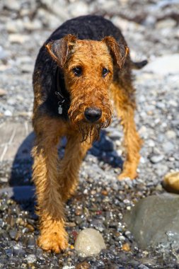 safkan airedale terrier açık havada