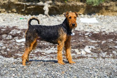 Purebred airedale terrier outdoors clipart