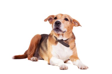 köpek, yarı Rus tazı ve pitbul beyaz