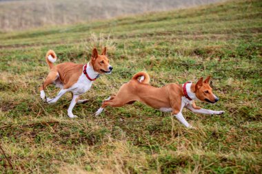 sonbaharda iki alçaklık köpek