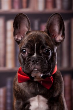 Fransız bulldog köpek boyun yay ile