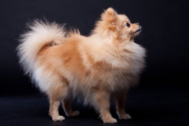 spitz Pomeranya köpeği siyah