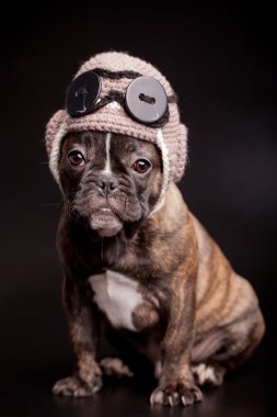 French bulldog puppy in knit pilot helmet clipart