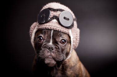Fransız bulldog yavrusu örgü pilot kask içinde