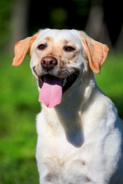 Labrador retriever köpek dış