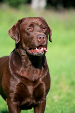 Labrador retriever köpek dış
