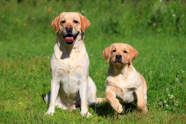 Labrador retriever-anne ve köpek
