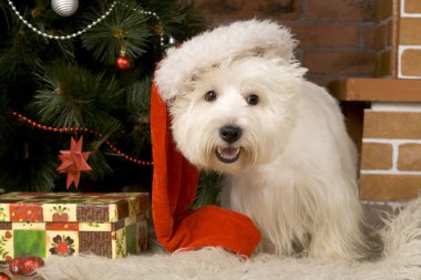 Batı haigland beyaz terrier, Noel