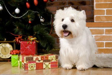 Batı haigland beyaz terrier, Noel