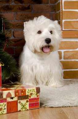 Batı haigland beyaz terrier, Noel