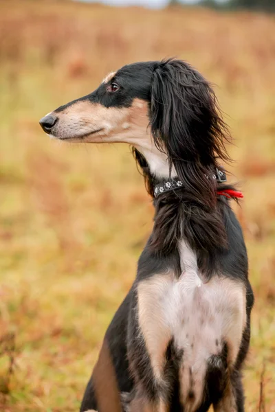年轻的波斯猎犬的肖像 — 图库照片