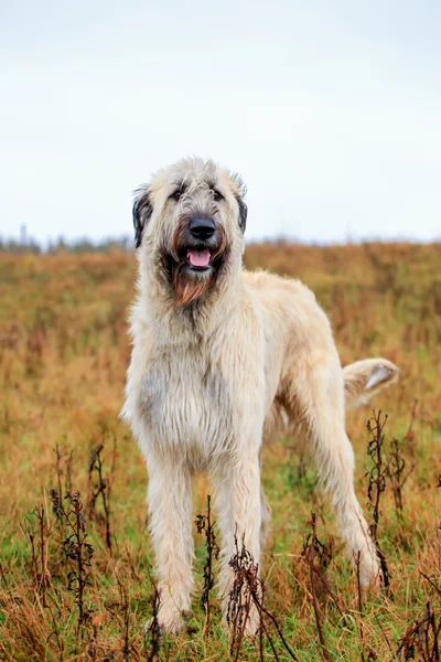 Irish Wolfhound outside — Stock Photo, Image