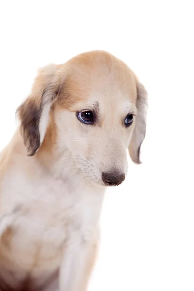 Tazy - kasachischer Windhund auf weiß — Stockfoto