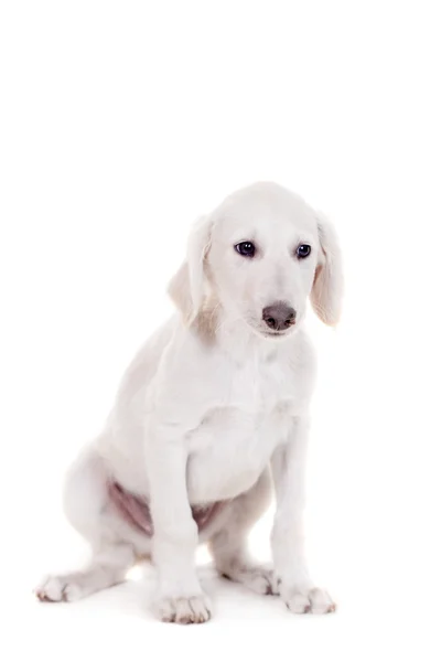 Tazy-哈萨克白色衬底上的灰狗 — 图库照片