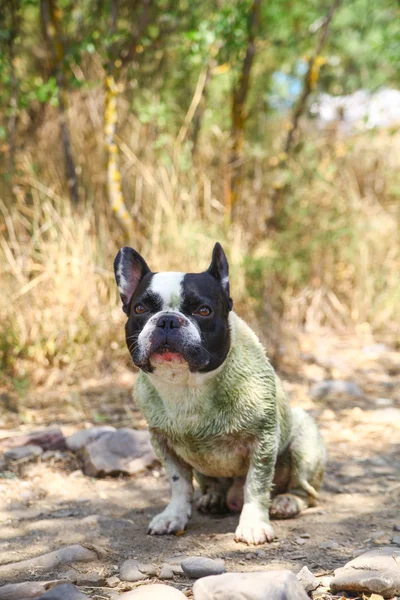 French Bulldog on the sea — Stock Photo, Image