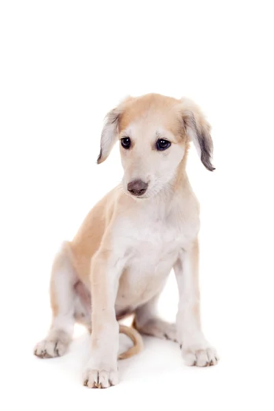 Tazy - kasachischer Windhund auf weiß — Stockfoto