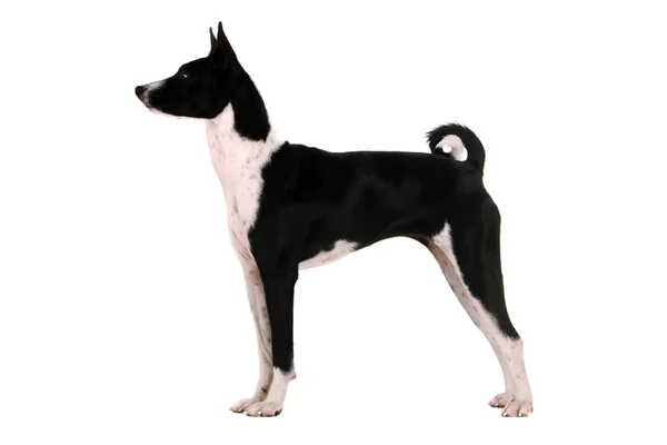 Basenji pup op wit — Stockfoto