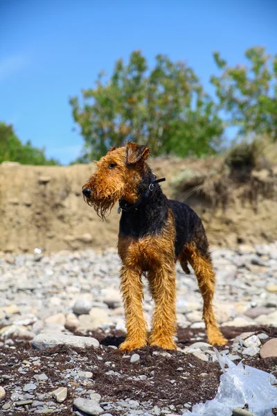 Purebred airedale terrier outdoors — Stock Photo, Image