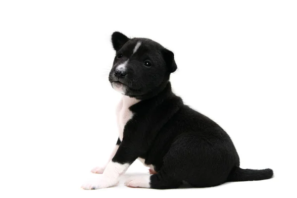 Pequeño cachorro Basenji en blanco — Foto de Stock