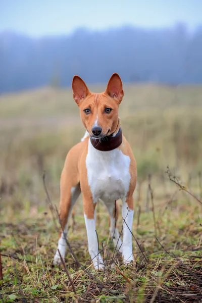 Red basenji on meadow — Stock Photo, Image