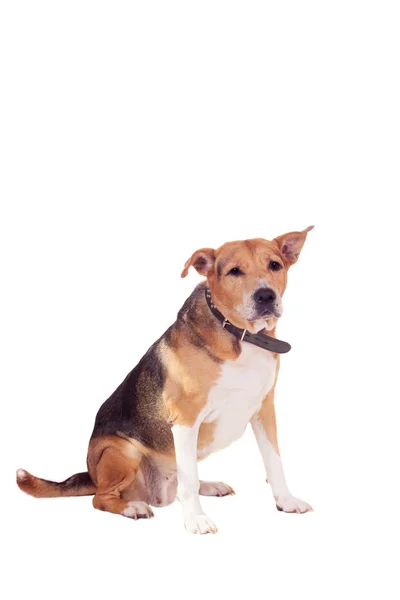 Dog, half russian hound and Pit bull  on white — Stock Photo, Image