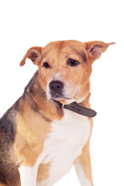 Köpek, yarı Rus tazı ve pitbul beyaz — Stok fotoğraf