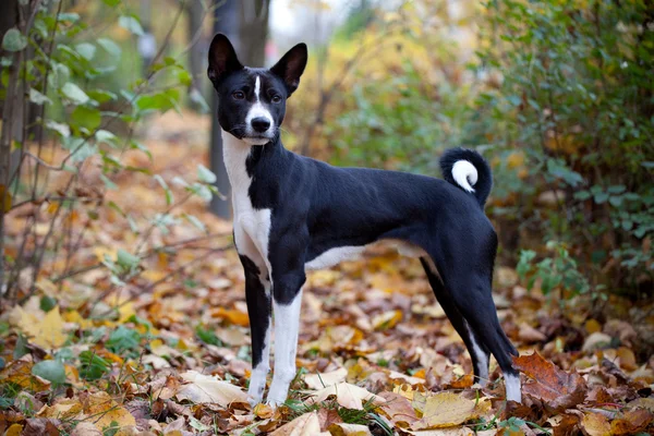 Basenji Hund im Herbst Park — Stockfoto