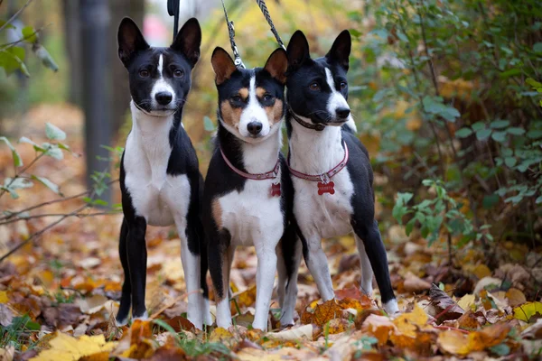 Tres perros Basenji en el parque de otoño —  Fotos de Stock