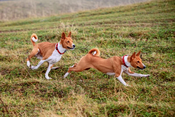 Due cani Basenji in autunno — Foto Stock