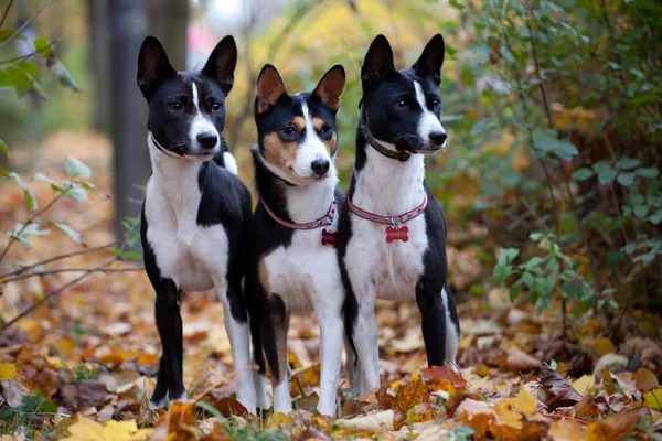 Trois chiens Basenji dans le parc d'automne — Photo