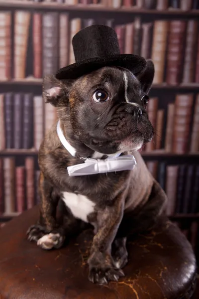 Buldog francuski szczeniak z szyi kapelusz kokarda w bibliotece — Zdjęcie stockowe