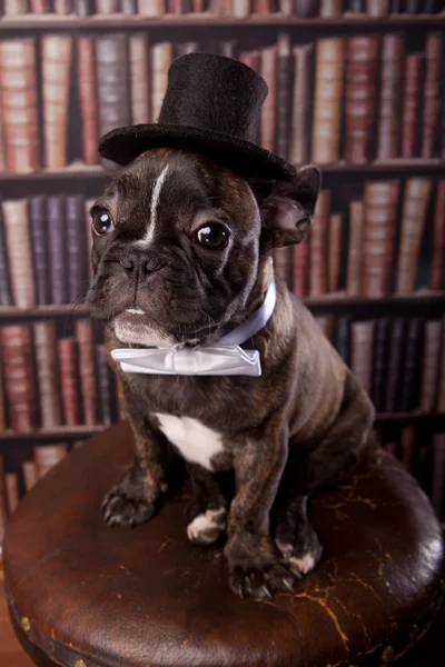 Französische Bulldogge Welpe mit Nackenschleife Hut in der Bibliothek — Stockfoto