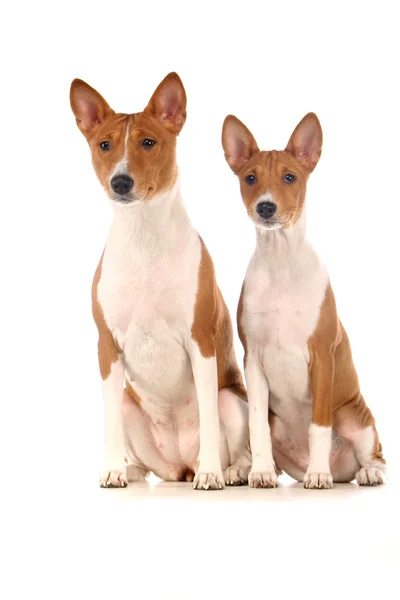 Två basenjis på vit bakgrund — Stockfoto