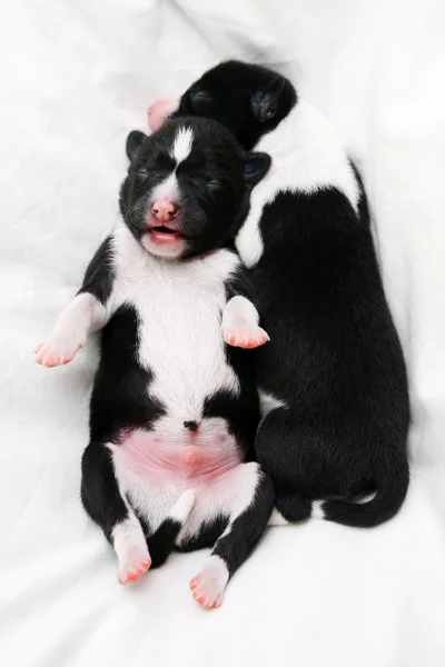 Filhotes de cachorro recém-nascidos Basenji em fundo branco — Fotografia de Stock