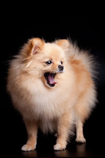 Špic Pomeranian psí na černém pozadí — Stock fotografie