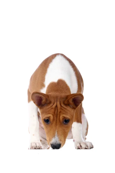 Malé štěně basenji na bílém pozadí — Stock fotografie