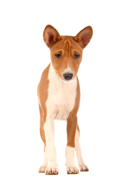 Liten basenji valp på vit — Stockfoto