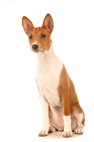 Pequeño cachorro Basenji en blanco —  Fotos de Stock