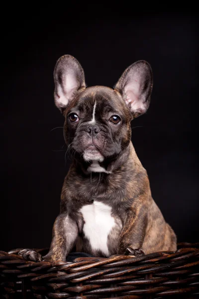 Bulldog francés cachorro sobre fondo negro — Foto de Stock