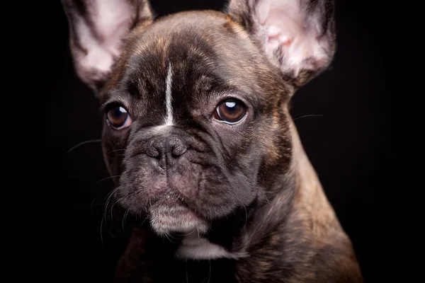 Franse bulldog pup op zwart — Stockfoto